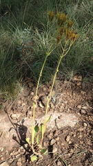 Kalanchoe paniculata