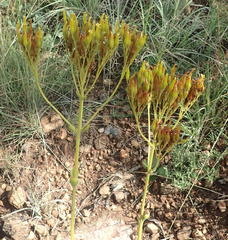 Kalanchoe paniculata