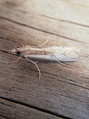 Agriphila trabeatellus