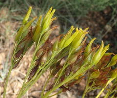 Kalanchoe paniculata