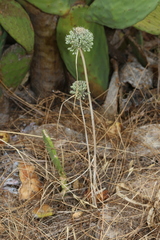 Allium chamaespathum