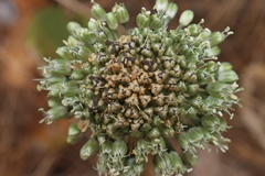 Allium chamaespathum