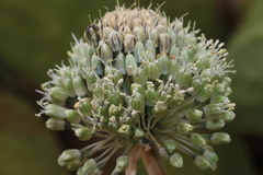 Allium chamaespathum