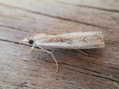 Agriphila trabeatellus