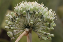 Allium chamaespathum
