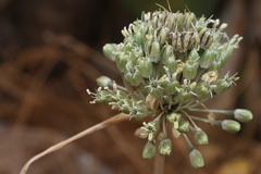 Allium chamaespathum