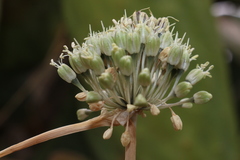 Allium chamaespathum