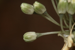 Allium chamaespathum