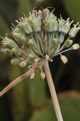 Allium chamaespathum
