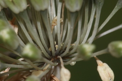 Allium chamaespathum