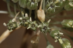Allium chamaespathum