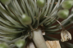 Allium chamaespathum