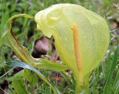 Arum italicum italicum