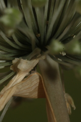 Allium chamaespathum