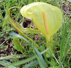 Arum italicum italicum