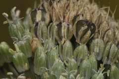 Allium chamaespathum