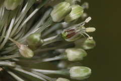 Allium chamaespathum