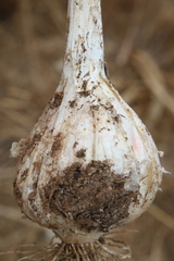 Allium chamaespathum