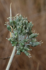 Allium chamaespathum