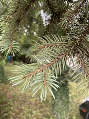 Picea pungens