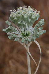 Allium chamaespathum