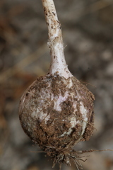 Allium chamaespathum