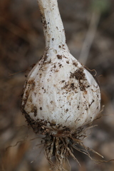 Allium chamaespathum