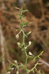 Asparagus aphyllus orientalis