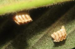 Negromantis gracillima