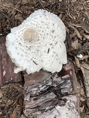 Leucocoprinus cretaceus