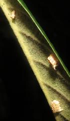 Negromantis gracillima