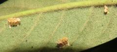 Negromantis gracillima