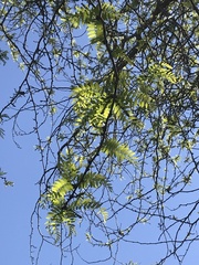 Gleditsia triacanthos