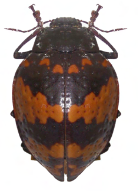 Erotylus incomparabilis