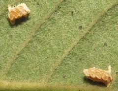 Negromantis gracillima