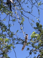 Gleditsia triacanthos