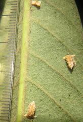 Negromantis gracillima