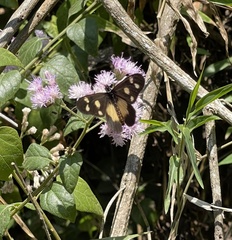 Acraea johnstoni