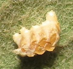 Negromantis gracillima