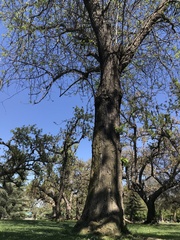 Gleditsia triacanthos