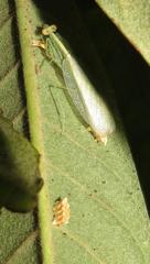 Negromantis gracillima