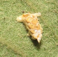 Negromantis gracillima