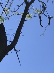 Gleditsia triacanthos