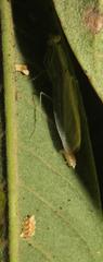Negromantis gracillima