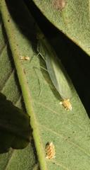 Negromantis gracillima