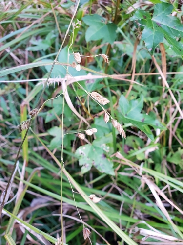 Image of Leersia lenticularis by (c) Tom Field, some rights reserved (CC BY)