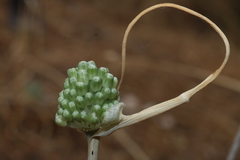 Allium chamaespathum