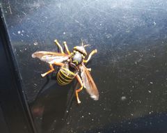 Spilomyia diophthalma