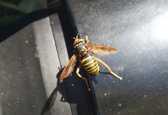 Spilomyia diophthalma