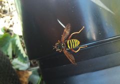 Spilomyia diophthalma